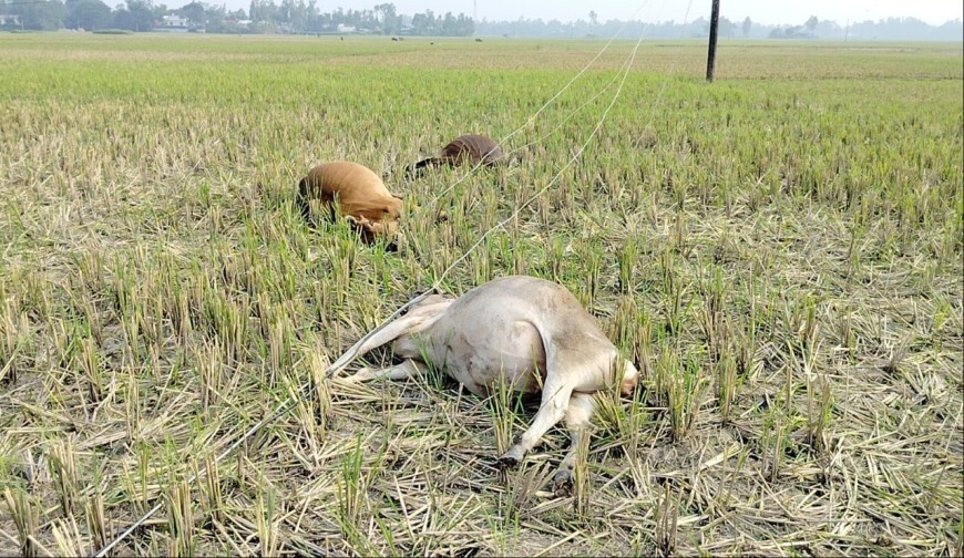 টাঙ্গাইলে বাঁশের খুঁটির অরক্ষিত বিদ্যুৎ লাইন, ৫ গরুর মৃত্যু